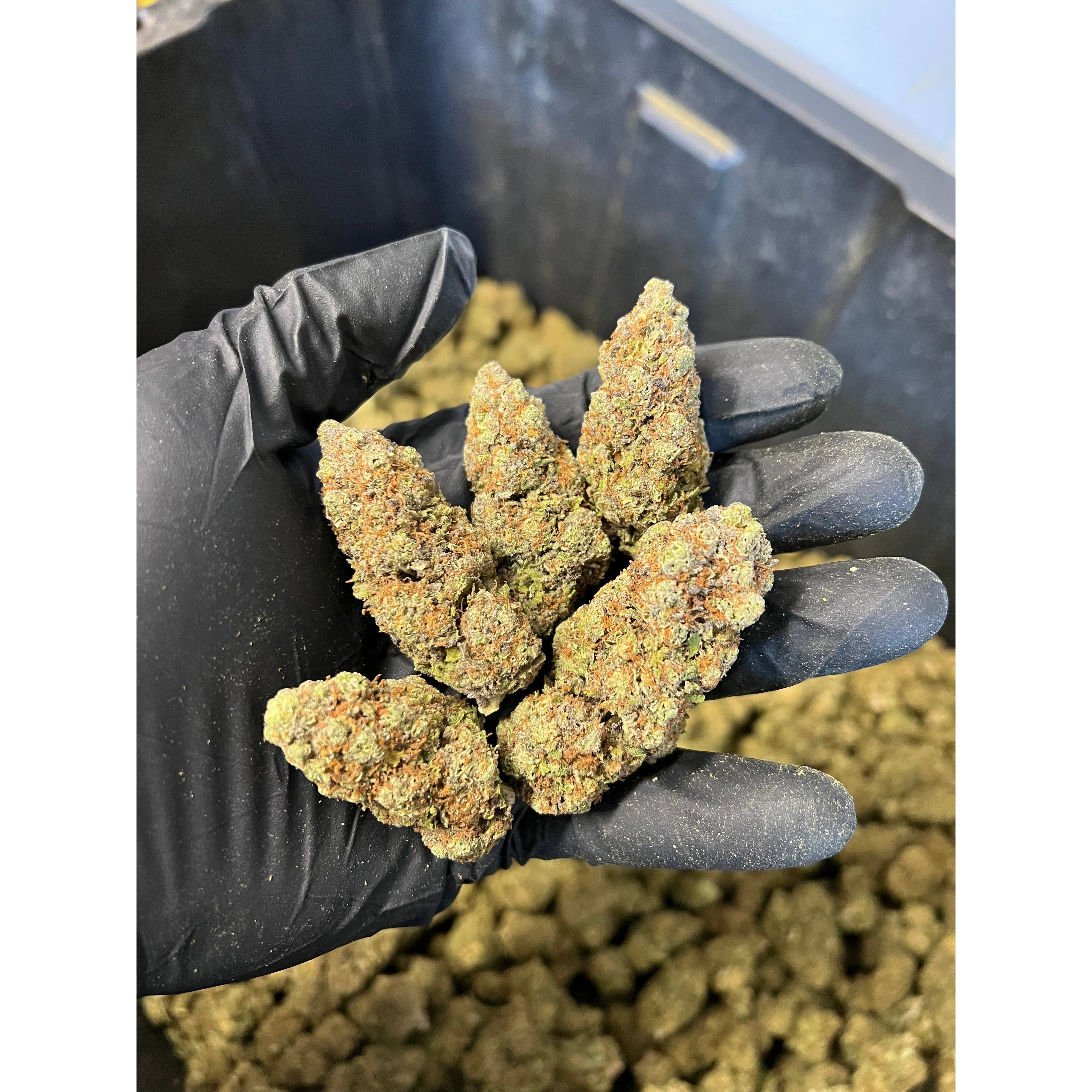 Indoor Ice Cream Cake Hemp Flower